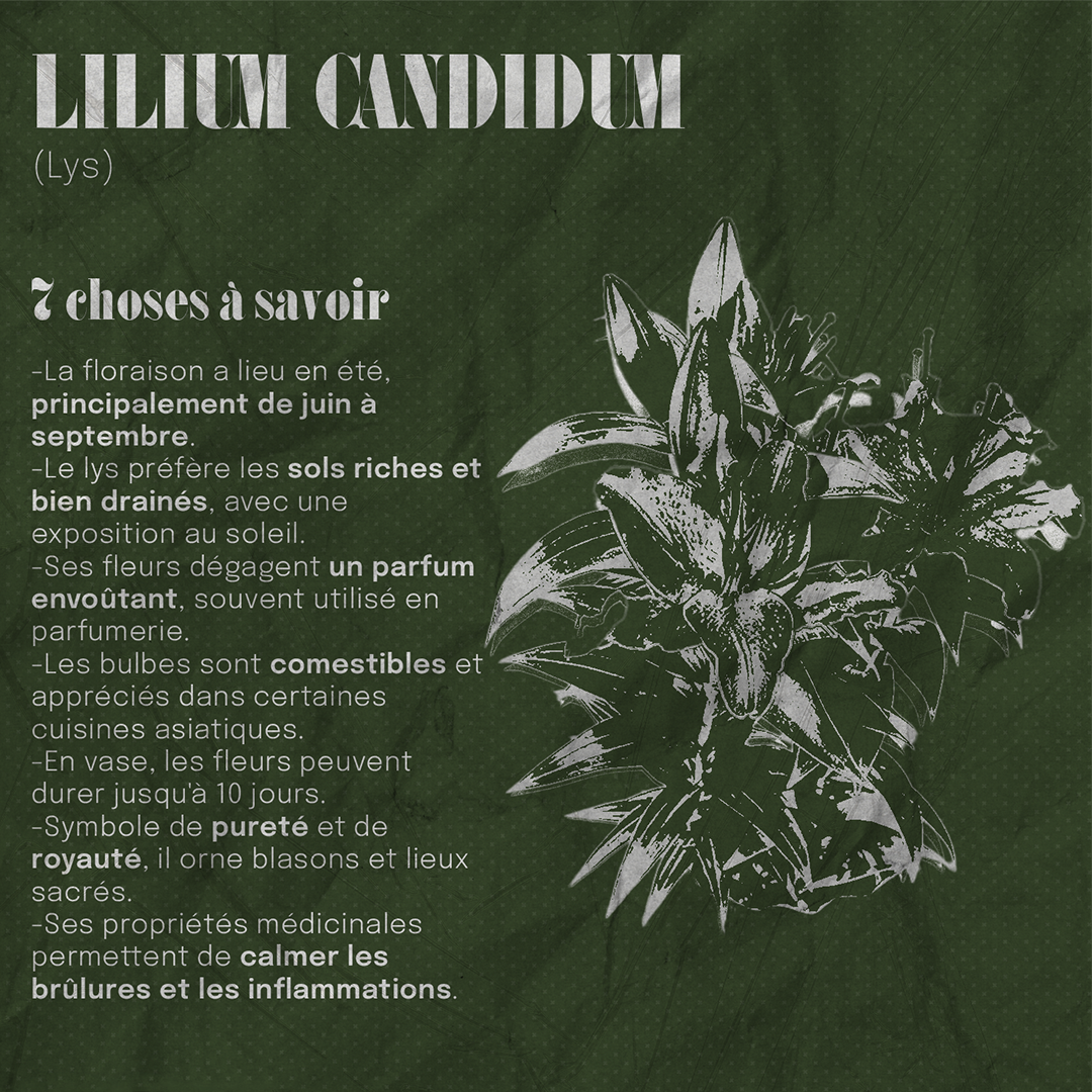 Lys Image 1