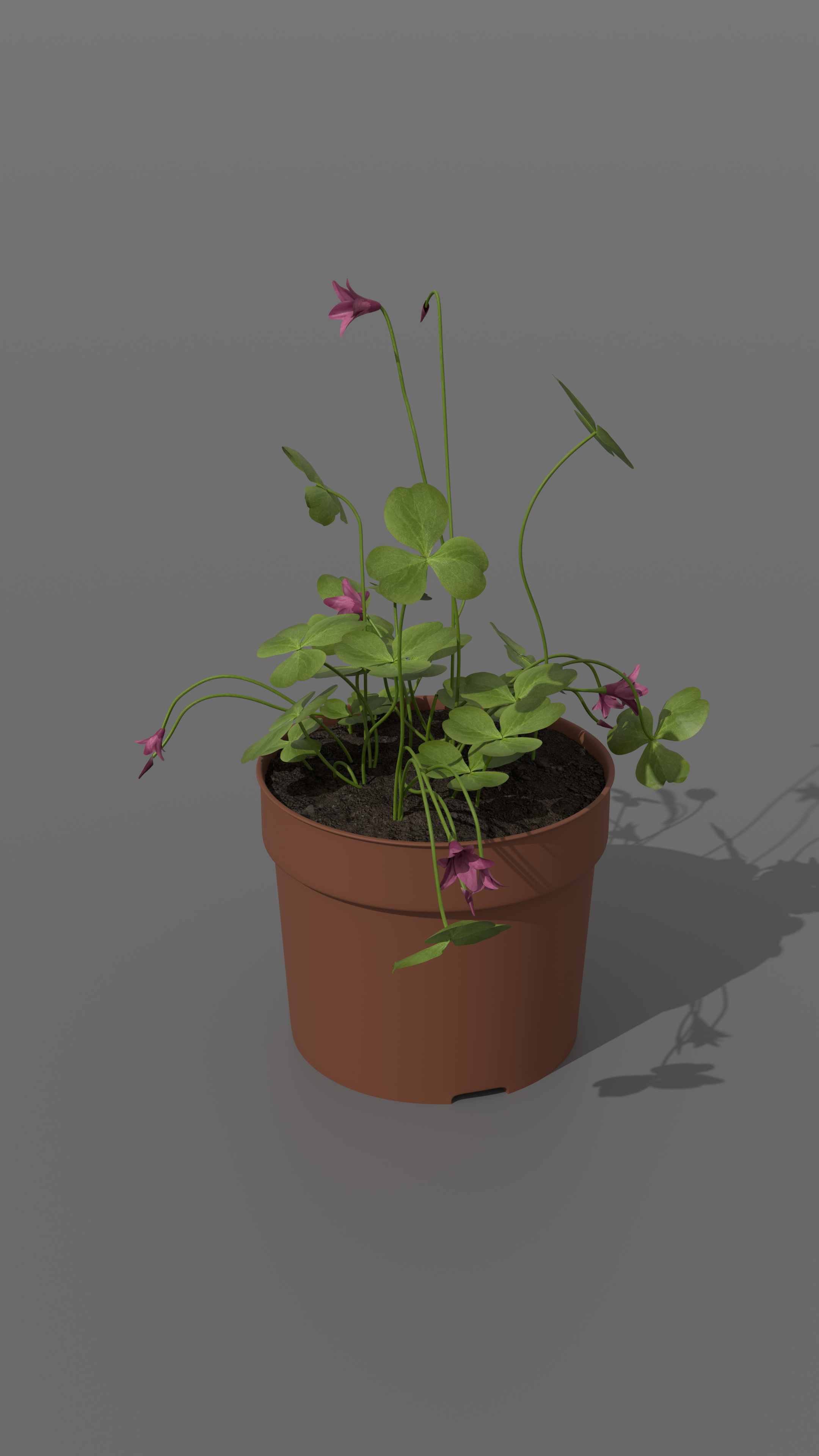 Oxalis Image 2