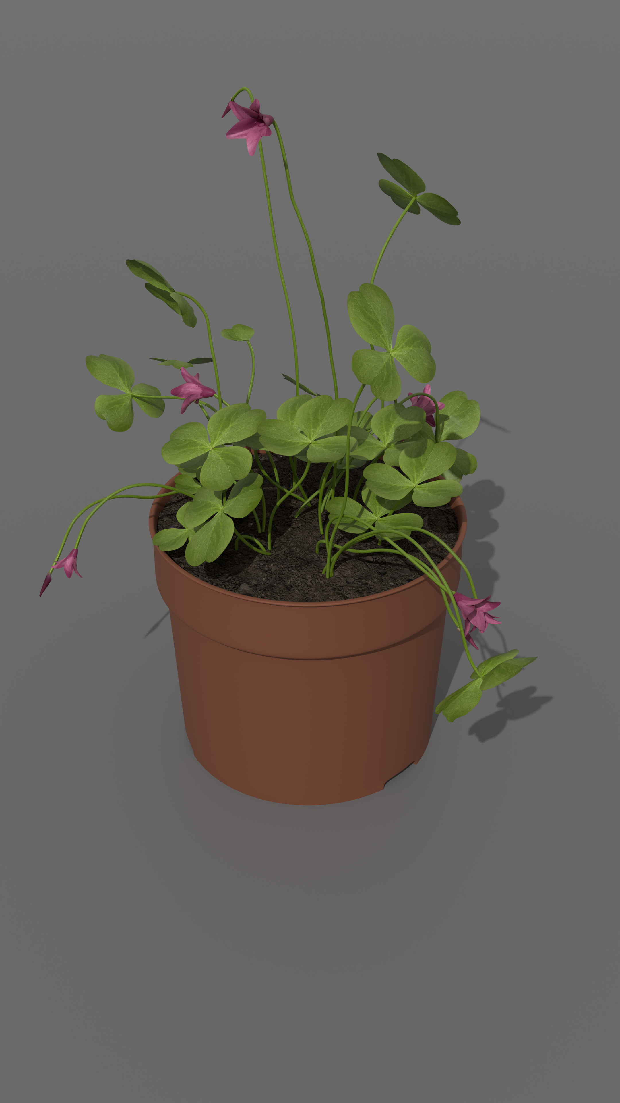 Oxalis Articulata - Vue 2