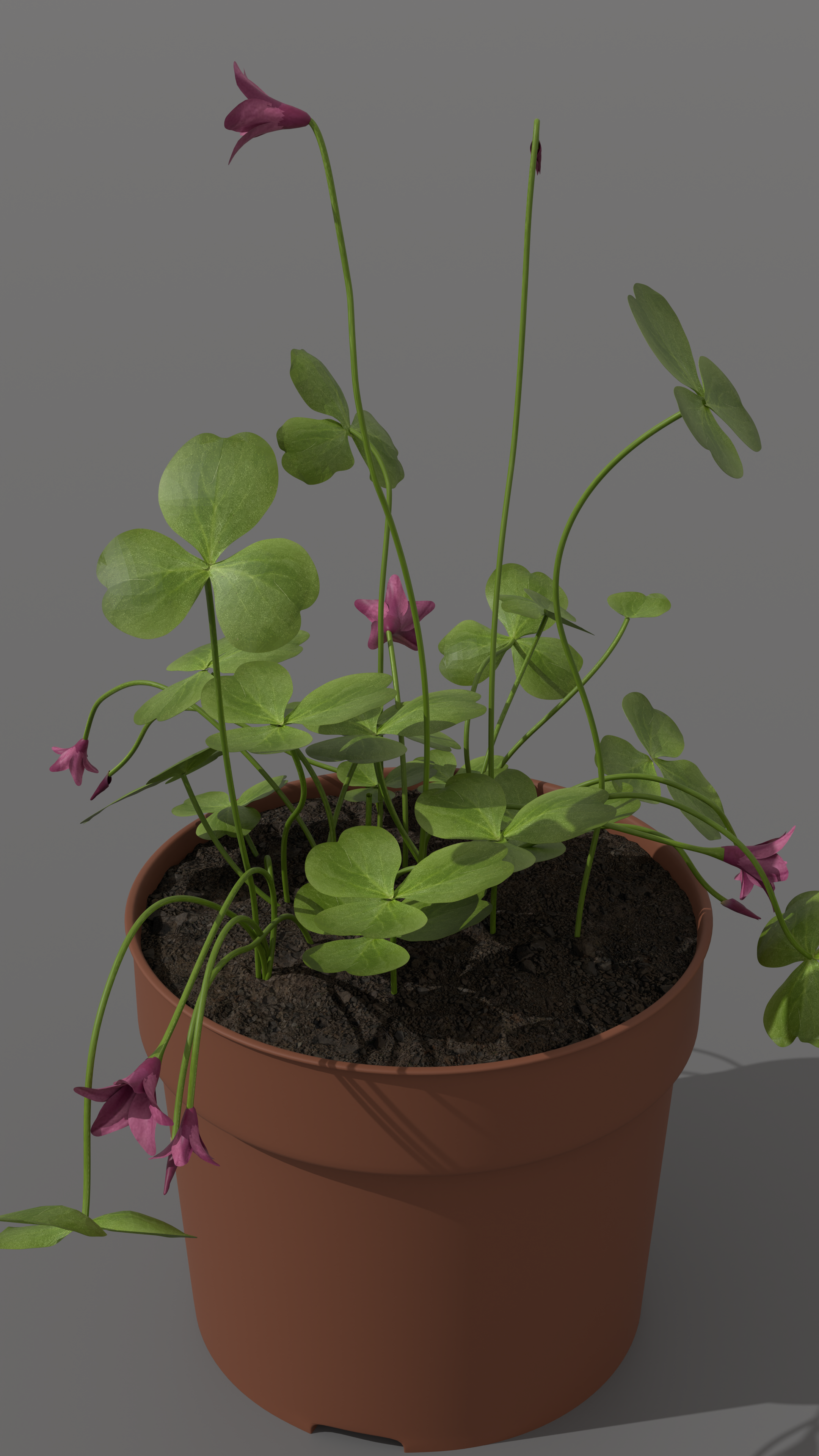 Oxalis Articulata - Vue 3